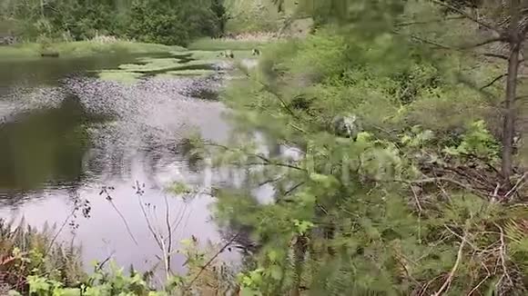 在绿油油的高草池和浅湿地池上视频的预览图