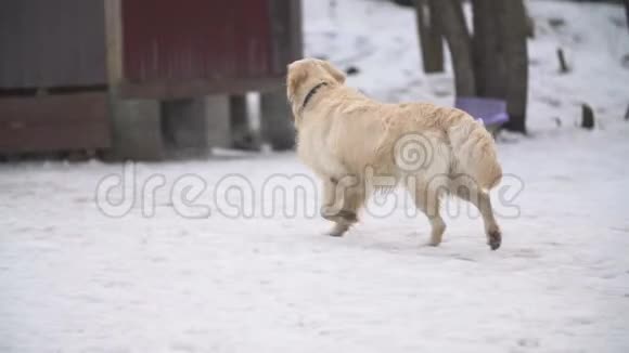 金毛猎犬和德国牧羊犬视频的预览图
