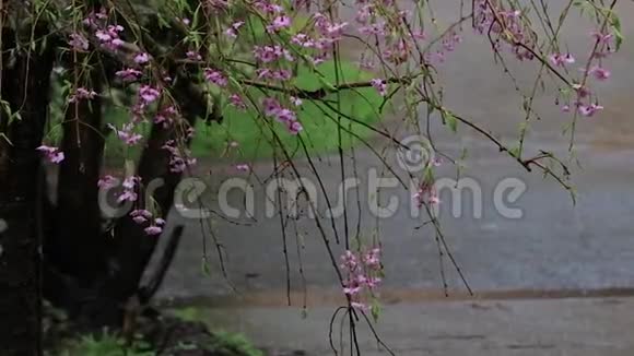 一束粉红色的樱花在雨中从哭泣的樱花树视频的预览图