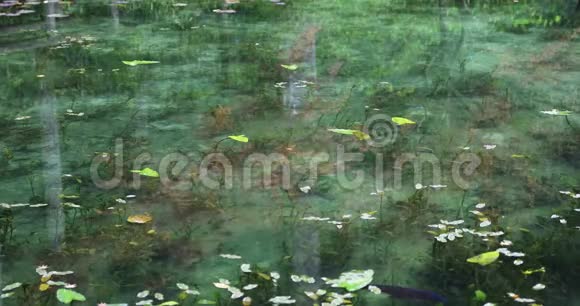 日本岐阜森林美丽的绿色池塘视频的预览图