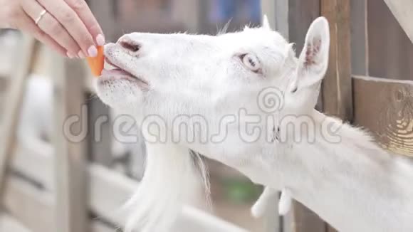 一个女人正在接触动物园喂羊胡萝卜视频的预览图
