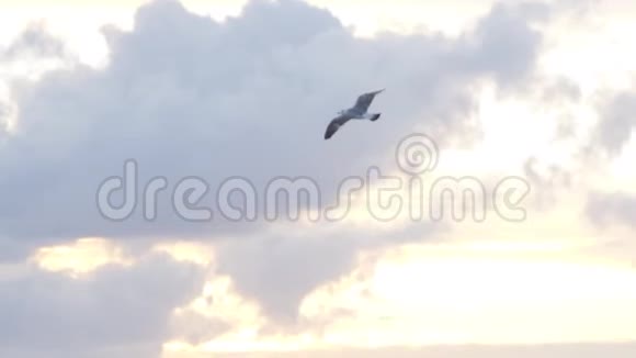 海鸥在空中飞翔在多云的晚霞天空背景下自由的概念库存美丽的白鸟飞过视频的预览图