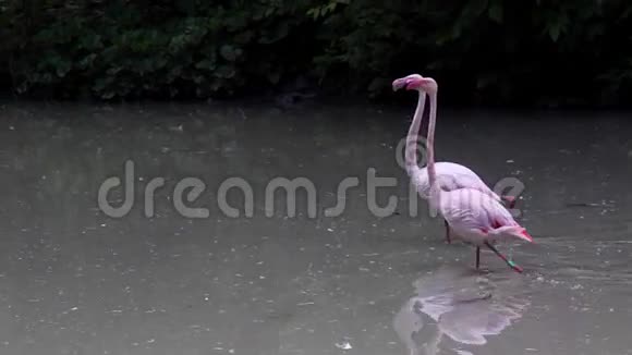 粉红色的火烈鸟在湖上视频的预览图