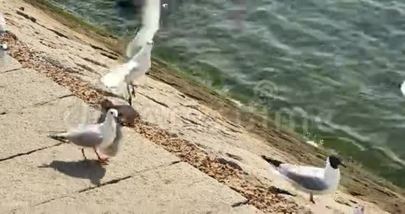 清道中国白天海鸥群飞越海洋和海滩视频的预览图