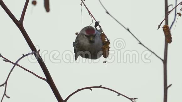 鸟红花棘皮花坐在树枝上吃桦树的种子视频的预览图