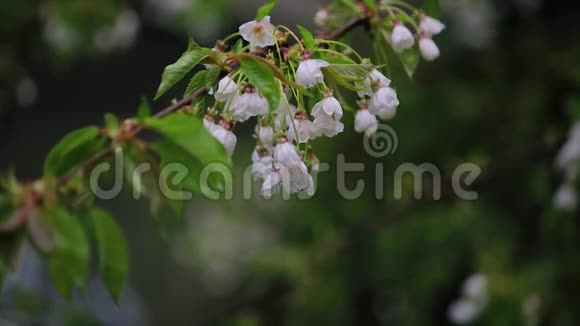 早春的一大束白色樱花雨滴视频的预览图