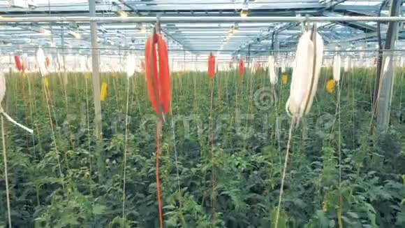 从温室的顶部下降到生长在温室里的番茄灌木的底部视频的预览图