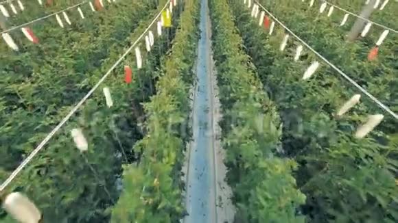 绿色植物中一排番茄幼苗之间通道的俯视图视频的预览图
