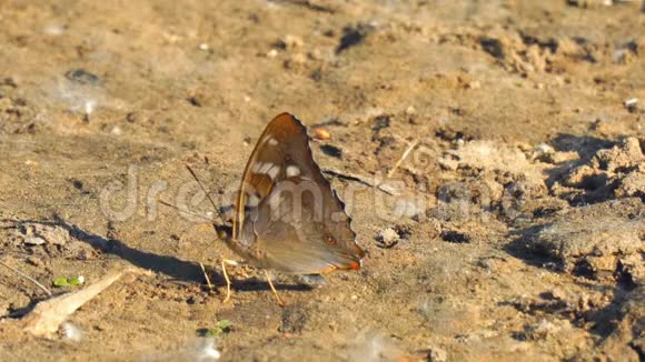 棕色地面上长着长喙的蝴蝶视频的预览图