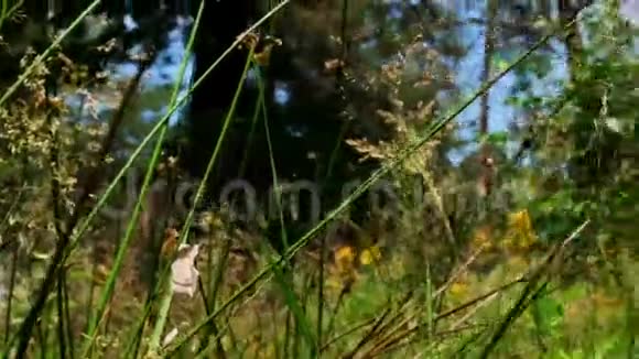 镜头穿过森林里的草和花视频的预览图