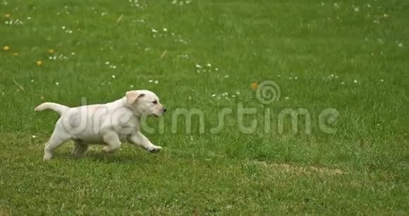 黄色拉布拉多猎犬草坪上的小狗法国的诺曼底慢动作视频的预览图