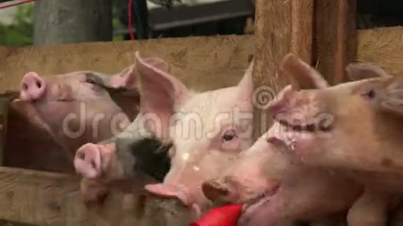 在农场喂猪视频的预览图