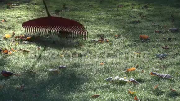 园丁在秋天的早晨从冰冻的草坪上耙树叶特写镜头4K视频的预览图