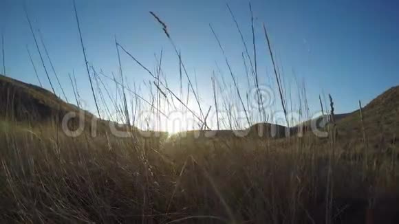 太阳在地平线下透过高高的干草透过视野视频的预览图