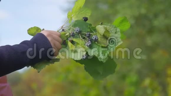 秋天在森林里吃黑莓的小女孩视频的预览图