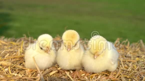 在金色的夏日阳光下三只黄色的小鸡坐在外面的干草堆上视频的预览图