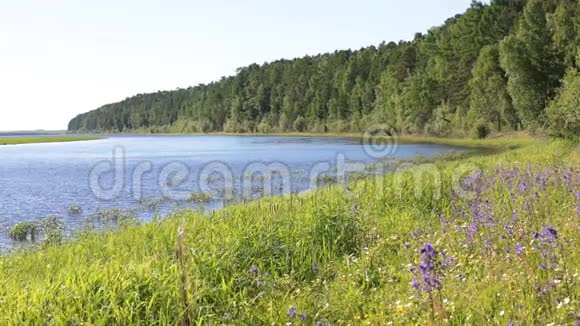 西伯利亚河奥布的海岸泰加野花和植物视频的预览图