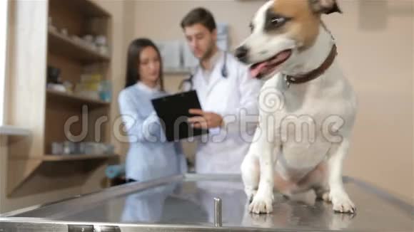 狗从兽医桌上跳下来视频的预览图
