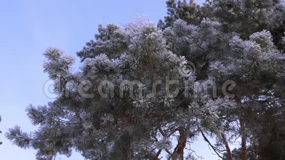 冬天的公园里云杉树枝上覆盖着海霜映衬着蓝天视频的预览图