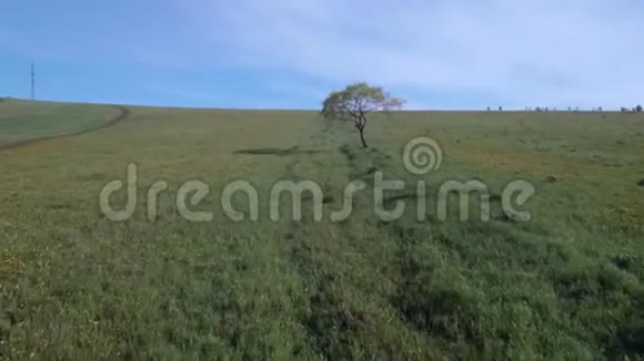 夏日田野里的寂寞树低空飞越草地草地视频的预览图