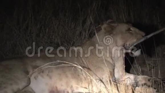 女狮子晚上休息视频的预览图
