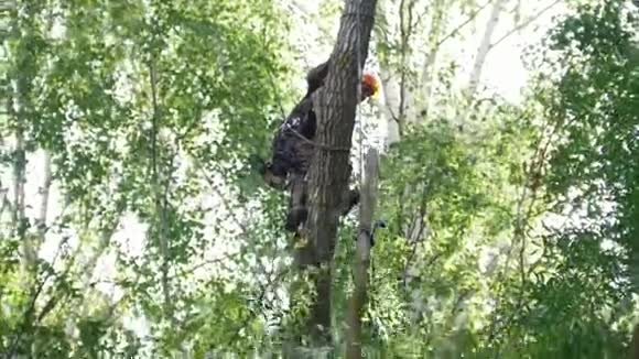 树上的一个人在绳子上的一个特殊装置上拉下一个树架另一个人拿走了这个框架视频的预览图