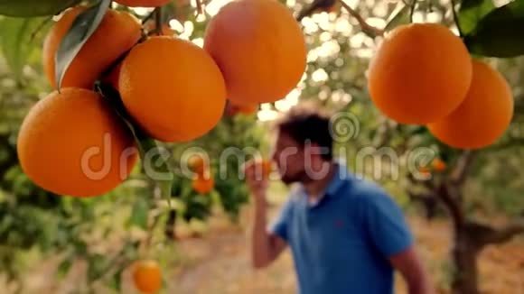 园丁在果树林里嗅着橘子男人在花园里吃多汁的橘子视频的预览图