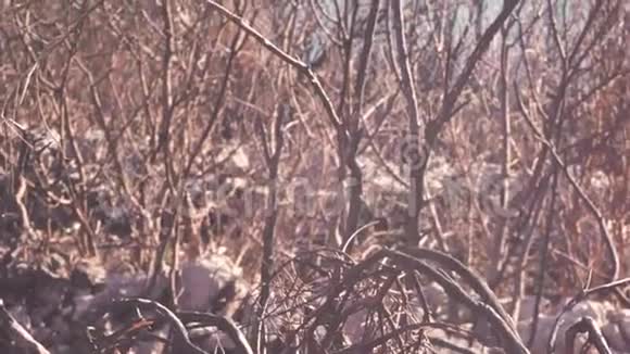 灌木丛裸露枝条的特写库存天空背景上灌木丛棕色树枝的纹理秋稀视频的预览图
