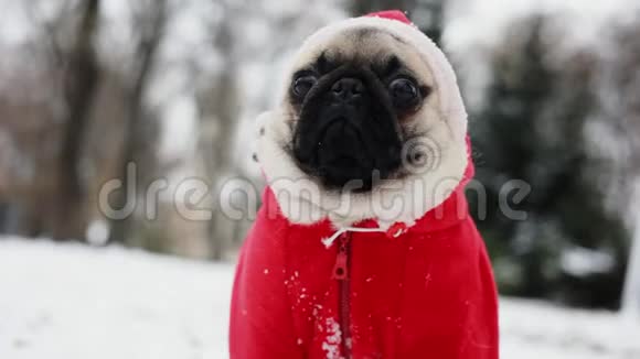穿圣诞老人套装的小狗的肖像引擎盖里的滑稽狗在镜头里看圣诞快乐新年快乐视频的预览图