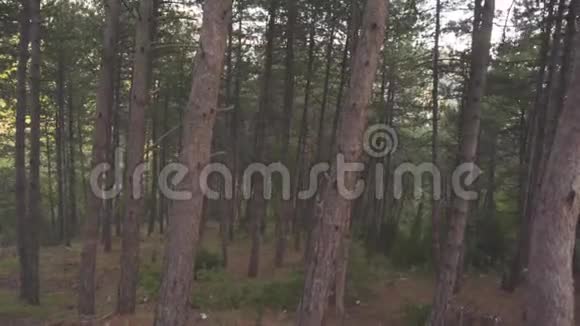 夏天茂密的松林库存黑松林内多风天气弯曲的棕色细松树干视频的预览图