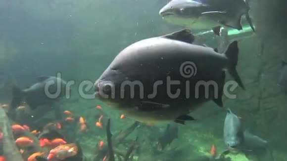 太平洋鱼1视频的预览图