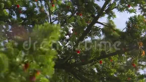 晴天下的一棵樱桃树视频的预览图