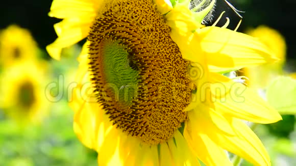一朵向日葵上的蜜蜂视频的预览图