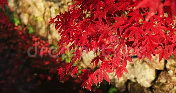 京都樱花区恩口寺传统公园的红叶中镜头视频的预览图