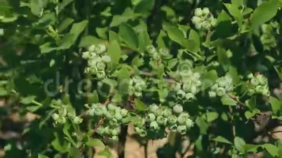 枝上蓝莓的绿色浆果风用蓝莓吹动树枝视频的预览图