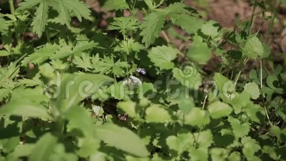 阳光明媚的夏日绿茵草地上的白蝴蝶视频的预览图