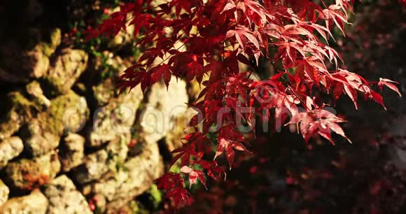 京都樱花区恩口寺传统公园的红叶中镜头视频的预览图