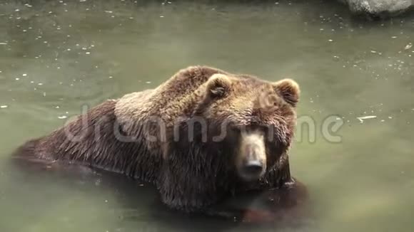 棕熊在水里棕熊的画像视频的预览图