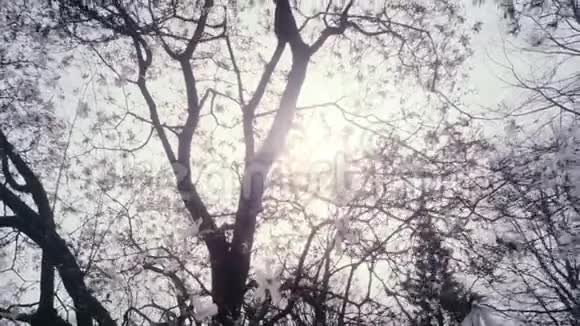 春天发现更多盛开的玉兰檀树视频的预览图