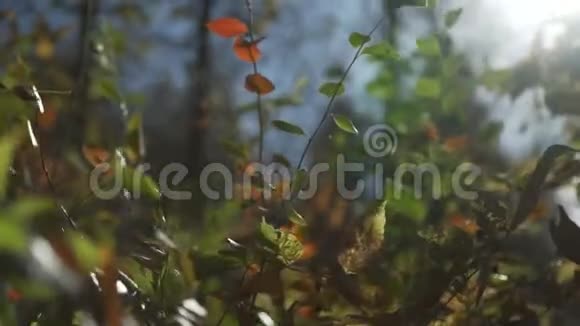 秋天阳光明媚叶后视频的预览图
