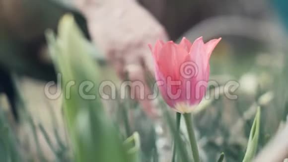 园丁女用浇花的花盆浇花视频的预览图