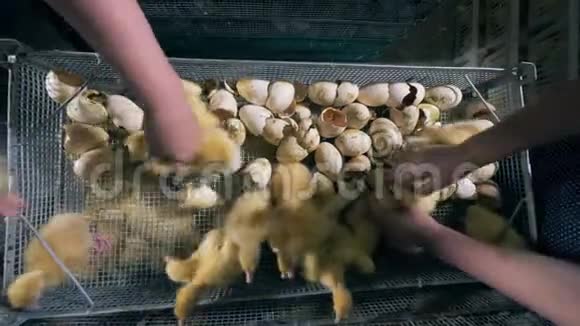 破碎的蛋壳和被移除的小鸭子的俯视图视频的预览图