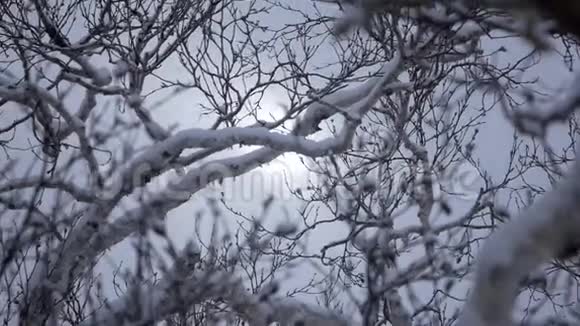 冷杉树枝上的雪视频的预览图