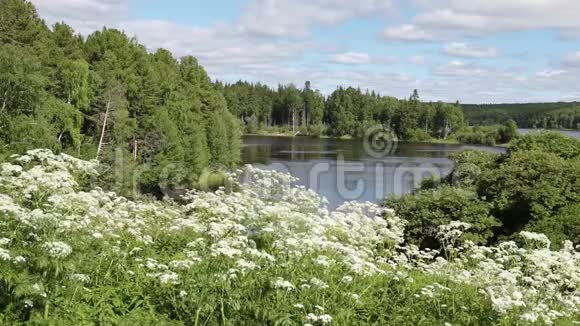 西伯利亚西部奥布河畔的夏季景观视频的预览图