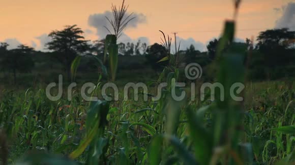 肯尼亚的玉米秸秆视频的预览图