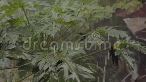 大雨落在木瓜树上视频的预览图