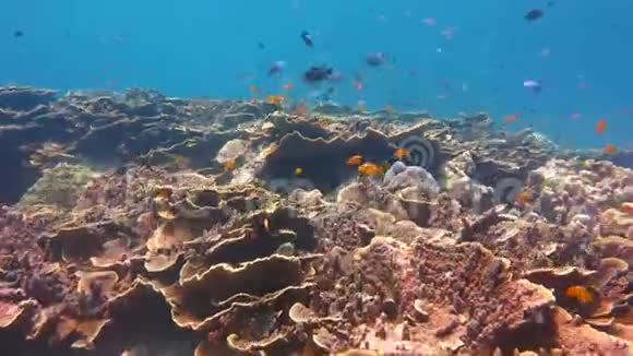 有珊瑚和鱼的水下世界视频的预览图
