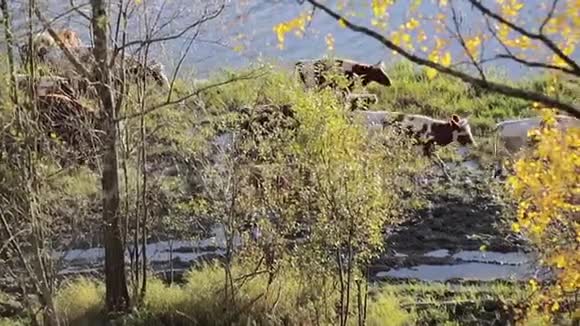 奶牛在湖边散步视频的预览图