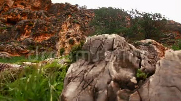 山岩和树叶视频的预览图