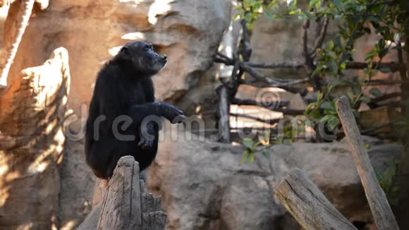 普通黑猩猩在树上吃东西视频的预览图